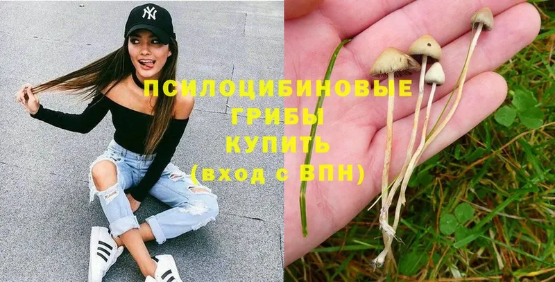 Псилоцибиновые грибы Psilocybe  Бронницы 